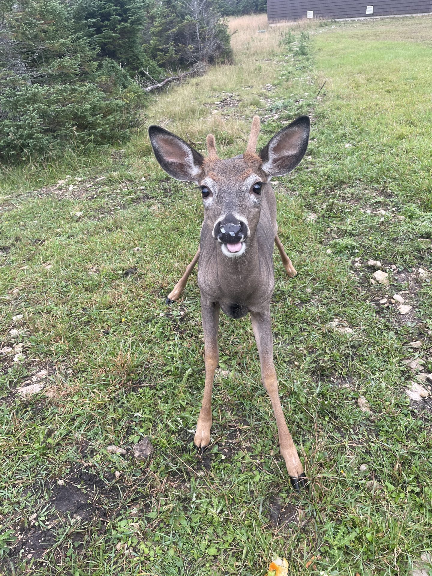 Le petit buck, notre petit mâle chevreuil 