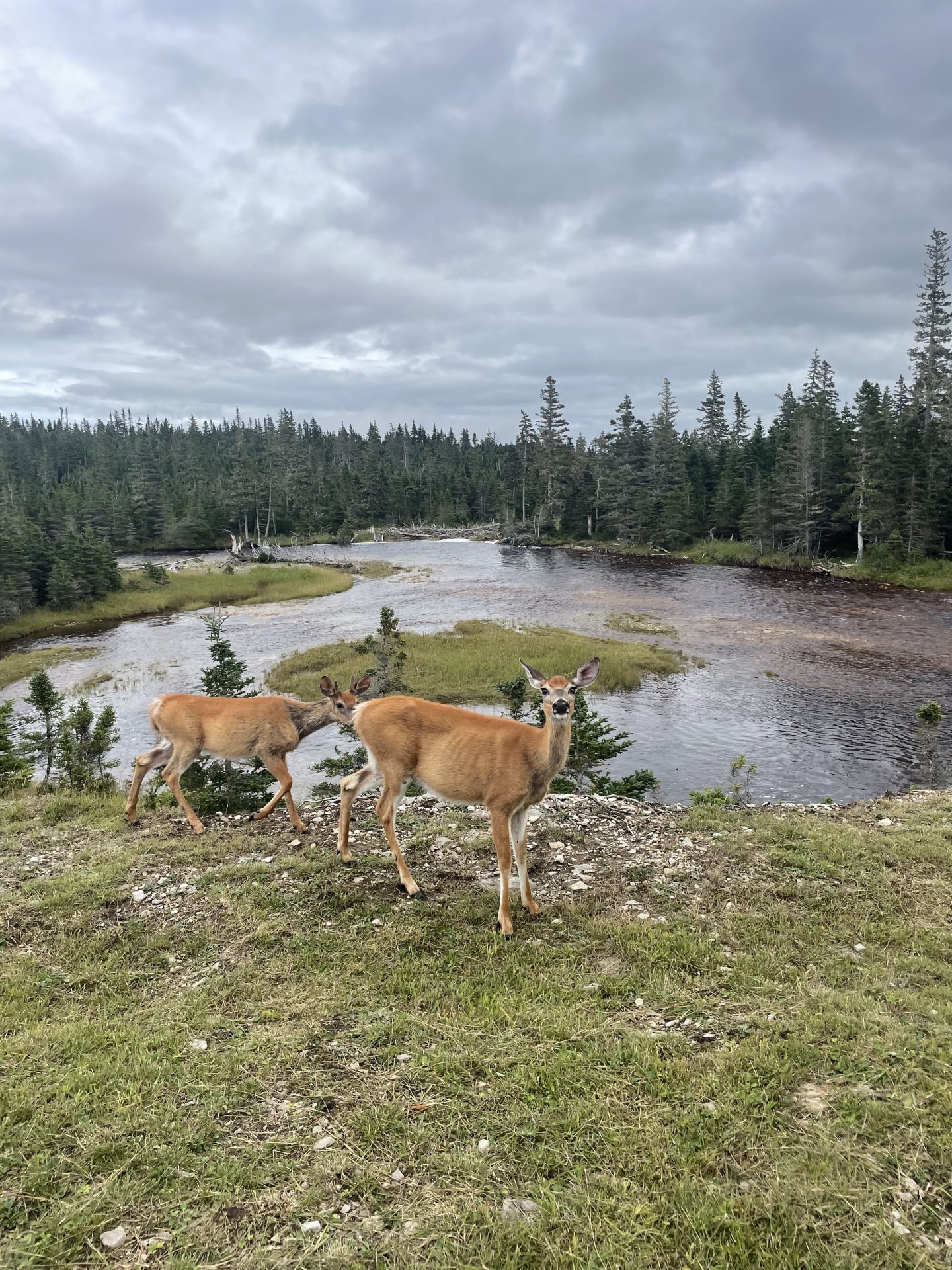 Les chevreuils au bord de la rivière